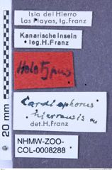 Etikette zu Coptostethus hierrensis (Franz, 1980) (NHMW-ZOO-COL-0008288)